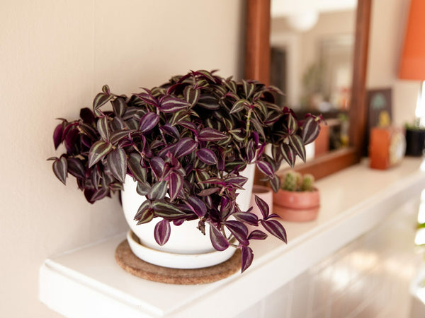 Tradescantia zebrina in 10.5cm brown pot, trailing indoor plant with variegated leaves, easy care – Keans Claremorris.