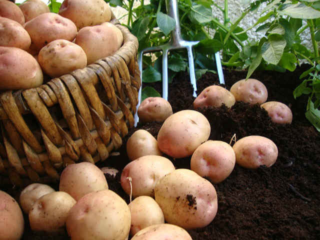 Main Crop Kerr's Pink Potatoes 5kg bag, red skin, creamy floury flesh, ideal for mashing, from Keans Claremorris.