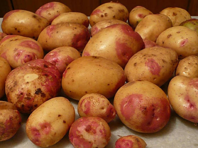 Main Crop King Edward potatoes 5kg bag, oval red-patched skin, creamy floury flesh, ideal for roasting – Keans Claremorris