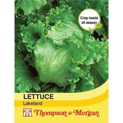 Lettuce Lakeland crisp compact heads, quick to mature, slow to bolt, ideal for home gardens – Keans Claremorris.