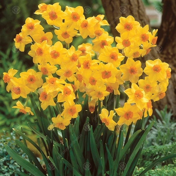 Narcissus species  'Falconet' Pack of 8