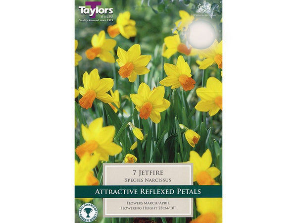 Narcissus 'Jetfire' Pack of 7 bulbs Dwarf daffodil