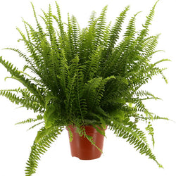 Nephrolepis exaltata 'Green Lady' lush green fern plant, perfect for indoor decor, available at Keans Claremorris.