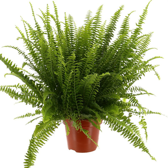 Nephrolepis exaltata 'Green Lady' lush green fern plant, perfect for indoor decor, available at Keans Claremorris.