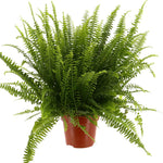 Load image into Gallery viewer, Nephrolepis exal. &#39;Green Lady&#39;
