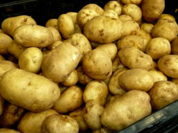 Second Earlies Nicola potatoes 2kg net, oval waxy salad variety, cream skin, yellow flesh, ideal for boiling – Keans