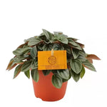 Load image into Gallery viewer, Peperomia &#39;Napoli Nights&#39;
