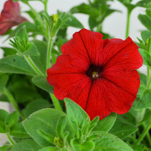 SUMMER BEDDING PLANTS 6 PACK - PETUNIA RED