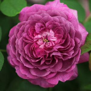 Rosa Reine Des Violettes 4.5L 04-Rose, Shrub