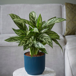 Aglaonema 'Maria Christina' 12cm potted plant with variegated leaves, perfect indoor greenery | Keans Claremorris