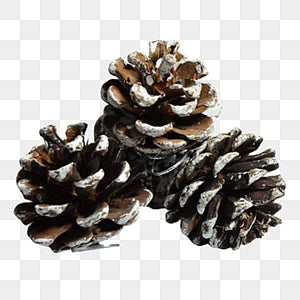 pine Cone White Tips (Pack of 5)