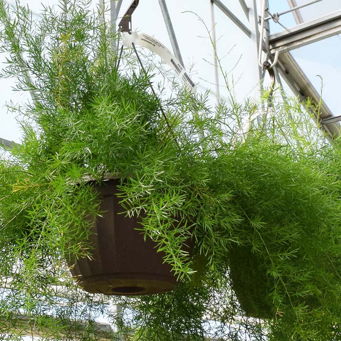 Asparagus Fern Sprengeri lush green foliage plant, perfect indoor decor, available at Keans Claremorris.