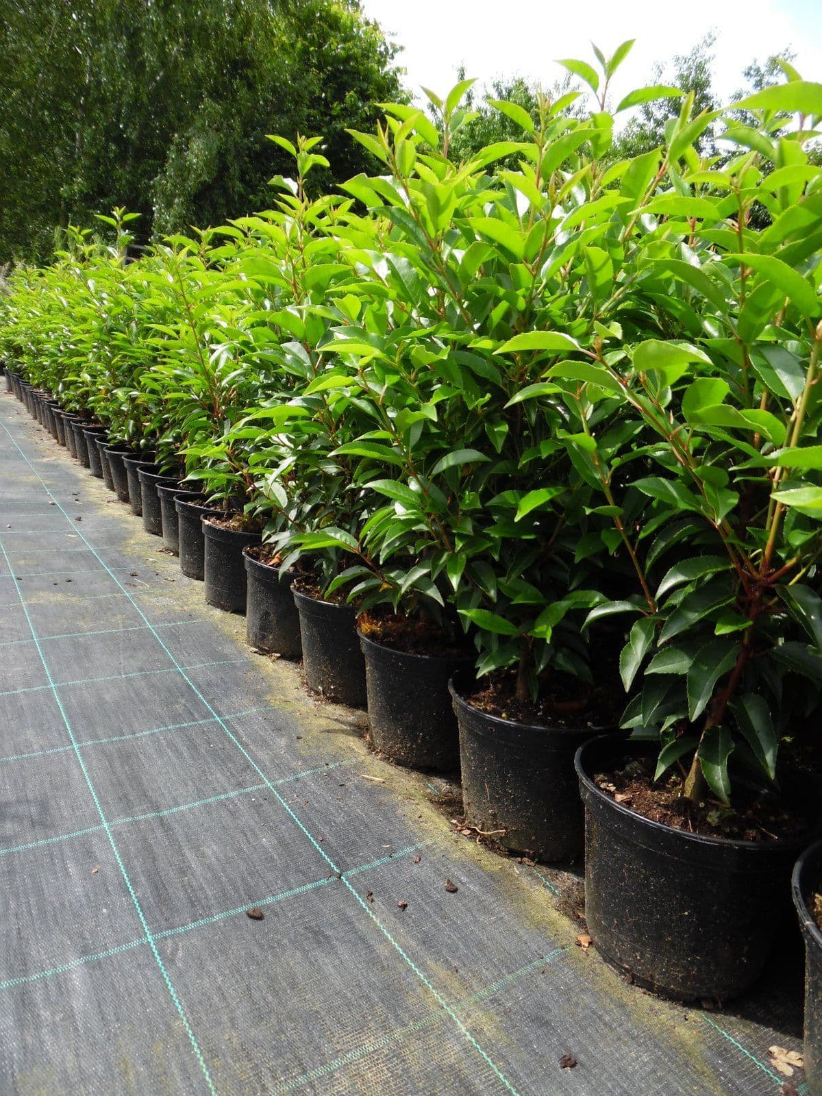 Prunus lusitanica-Portuguese laurel - KeansClaremorris