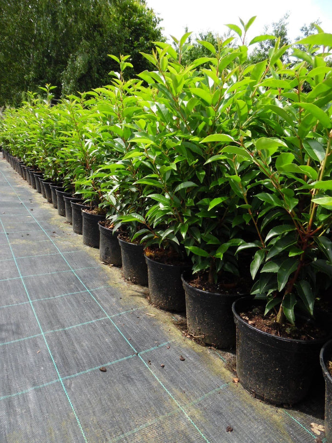 Prunus lusitanica-Portuguese laurel - KeansClaremorris