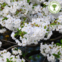 Prunus Shirotae Mount Fuji Cherry tree with fragrant white flowers, vivid autumn leaves, 4x5m, RHS award – Keans Claremorris