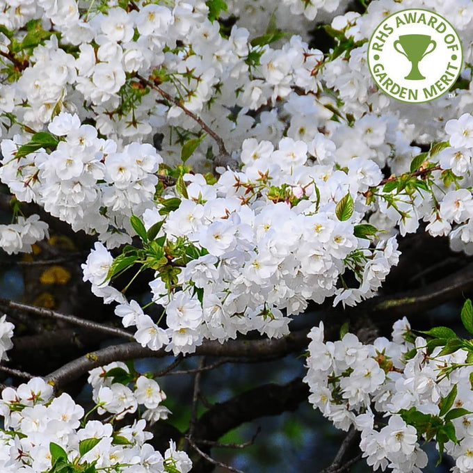 Prunus Shirotae Mount Fuji Cherry tree with fragrant white flowers, vivid autumn leaves, 4x5m, RHS award – Keans Claremorris