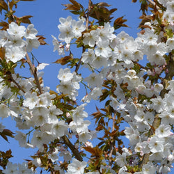 Cherry Blossom Tree Prunus "TAI HAKU" 10Ltr 9x9 pot, ornamental flowering tree, available at Keans Claremorris