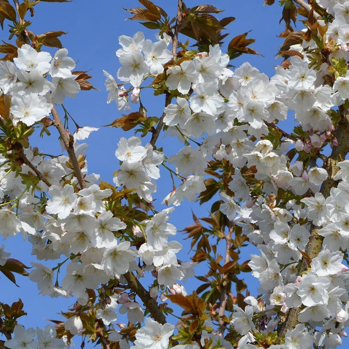 Cherry Blossom Tree Prunus "TAI HAKU" 10Ltr 9x9 pot, ornamental flowering tree, available at Keans Claremorris