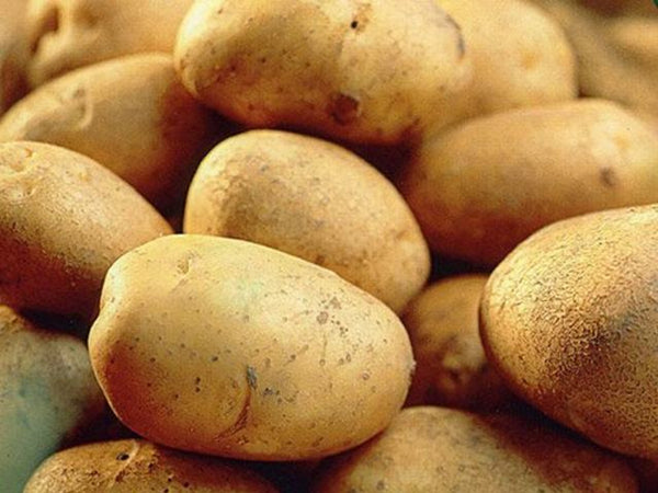 Main Crop Record Potatoes 5kg bag, oval yellow skin, light yellow flesh, versatile for chipping, roasting, boiling, baking –