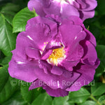 Load image into Gallery viewer, Rosa &#39;Rhapsody In Blue&#39; ® 4.5L 04-Rose, Floribunda
