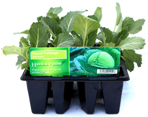 VEGETABLE TRAY 12 PACK - CABBAGE ROUND