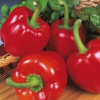Red Bell Boy Pepper 9cm - Easy grow variety, fresh and vibrant, available at Keans Claremorris.