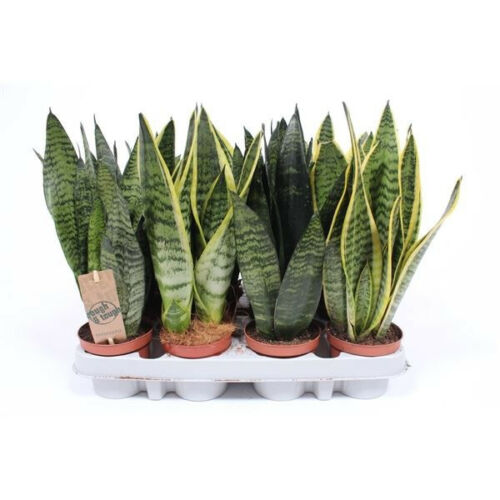 Sanseviera trifasciata mix 12cm potted plant, easy-care indoor greenery from Keans Claremorris.