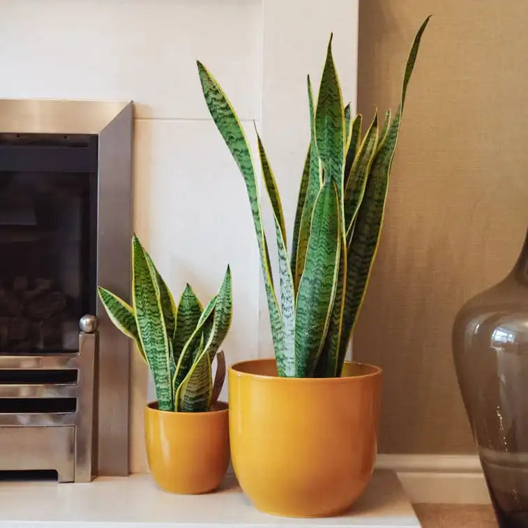 Sansevieria trifasciata mix 12cm snake plant with sword-like leaves, low maintenance indoor plant – Keans Claremorris