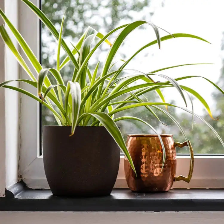 Chlorophytum com. 'Bonnie' spider plant with curly variegated leaves, 12cm pot, pet-safe indoor plant – Keans Claremorris