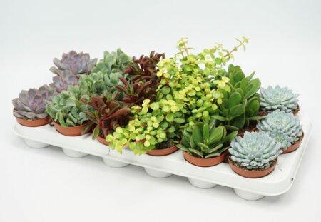 Succulents mix nr. 303 in 8.5cm pot, random selection - Keans Claremorris