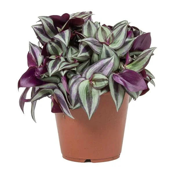 Tradescantia zebrina plant with purple and green striped leaves, perfect indoor greenery | Keans Claremorris