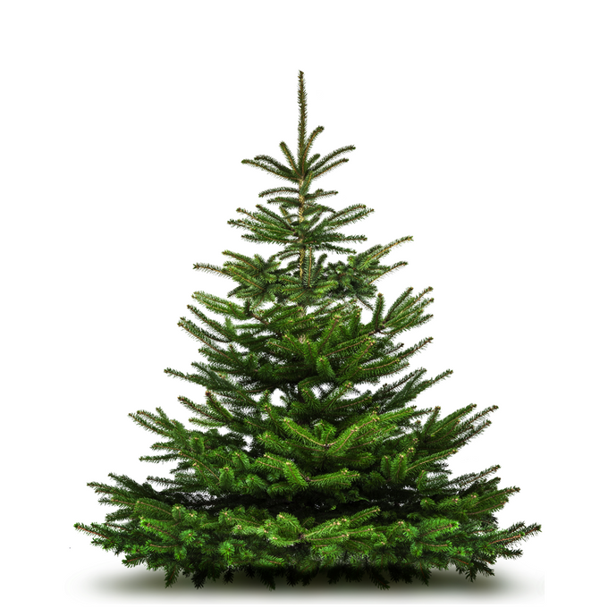Premium Nordmann Fir Fresh Cut Tree 6-12ft+ - KeansClaremorris