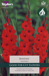 Bonfire Garden Gladioli Bulbs  Pack 10