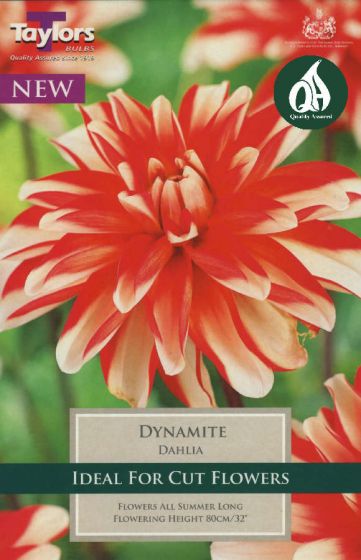 Bright red Dahlia Dynamite with creamy white tips, 80cm tall, ideal cut flower, summer bloom – Keans Claremorris.