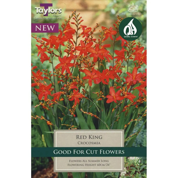 10 x Crocosmia Red King bulbs with deep orange-red flowers, 60cm tall, summer bloom, ideal for borders – Keans Claremorris