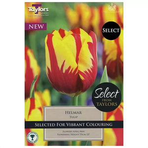 9 Tulip Helmar 11-12