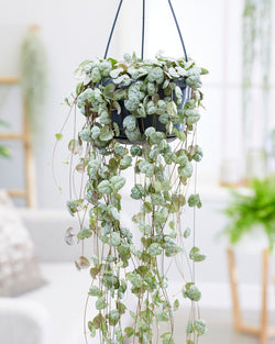 Ceropegia woodii String of Hearts in 12cm hanging pot with trailing heart-shaped leaves, from Keans Claremorris.