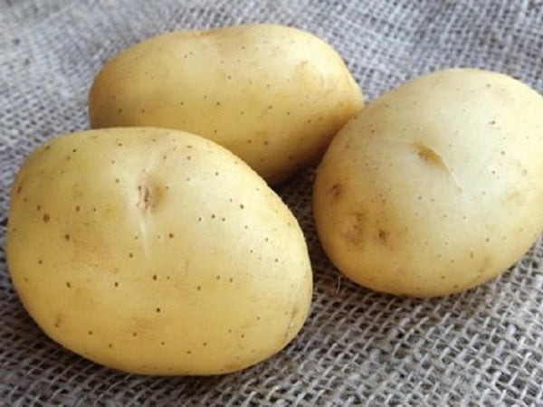 Second Earlies Vitabella waxy potatoes 2kg net, pale yellow skin and flesh, oval shape, blight resistant – Keans Claremorris