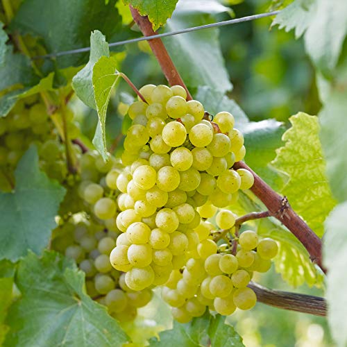 Vitis 'Bianca' grape vine 2L, sweet Muscat aroma, light green to golden grapes, hardy to -27°C – Keans Claremorris
